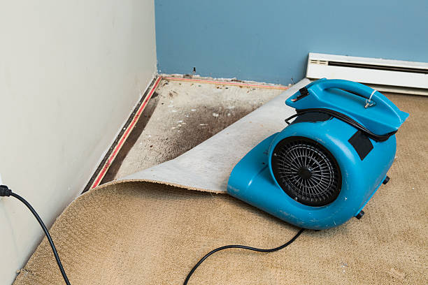 Best Water damage contractors near me  in Ludlow, KY